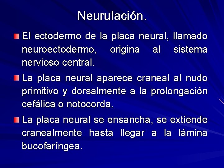 Neurulación. El ectodermo de la placa neural, llamado neuroectodermo, origina al sistema nervioso central.