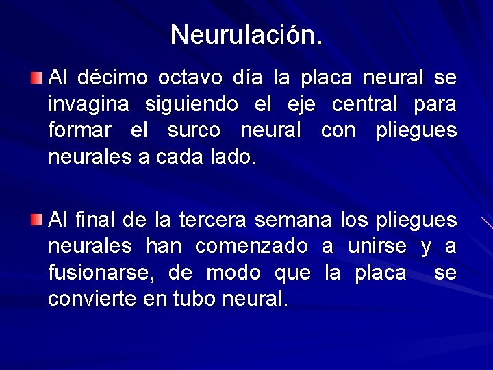 Neurulación. Al décimo octavo día la placa neural se invagina siguiendo el eje central