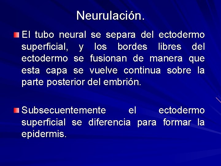 Neurulación. El tubo neural se separa del ectodermo superficial, y los bordes libres del