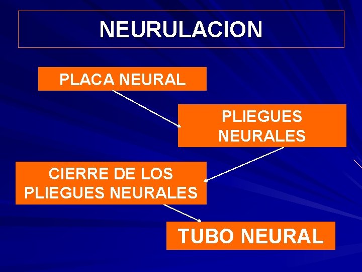 NEURULACION PLACA NEURAL PLIEGUES NEURALES CIERRE DE LOS PLIEGUES NEURALES TUBO NEURAL 