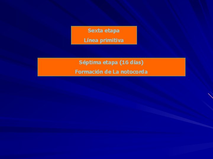 Sexta etapa Línea primitiva Séptima etapa (16 días) Formación de La notocorda 