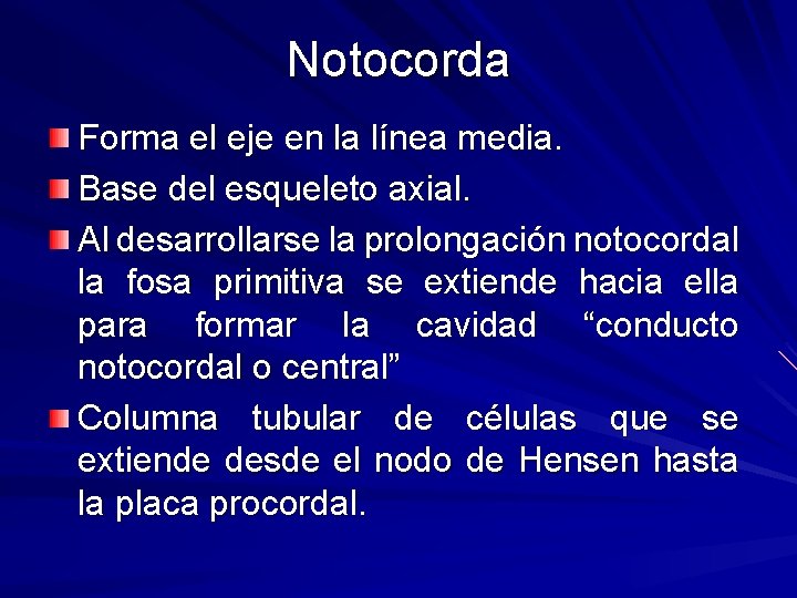 Notocorda Forma el eje en la línea media. Base del esqueleto axial. Al desarrollarse