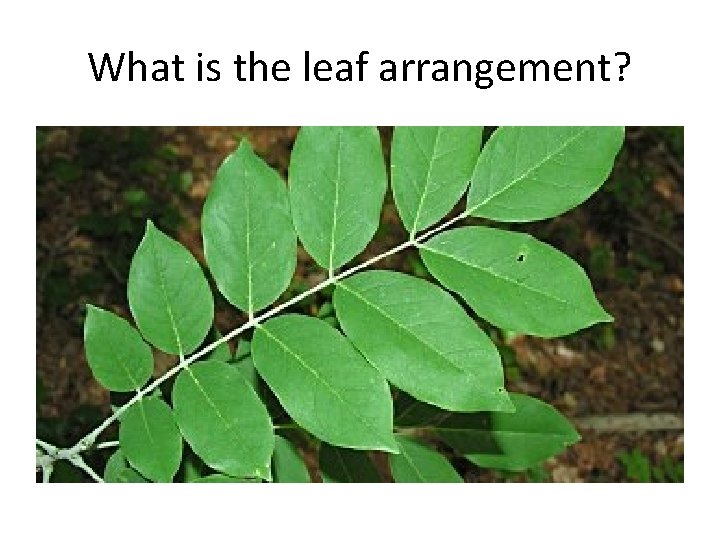 What is the leaf arrangement? 