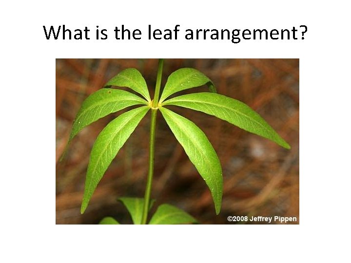 What is the leaf arrangement? 