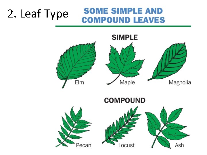 2. Leaf Type 