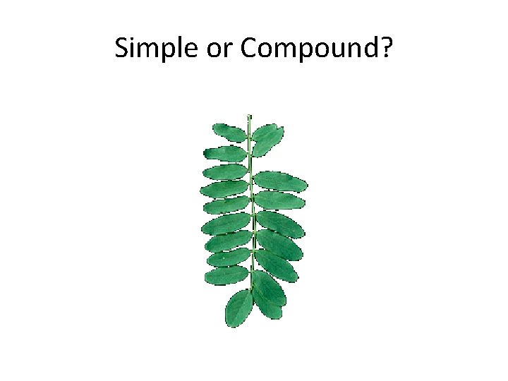 Simple or Compound? 