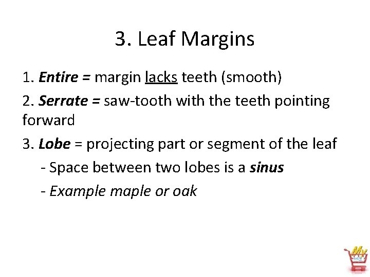 3. Leaf Margins 1. Entire = margin lacks teeth (smooth) 2. Serrate = saw-tooth