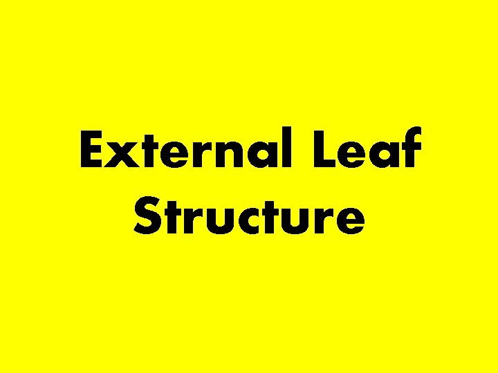 External Leaf Structure 