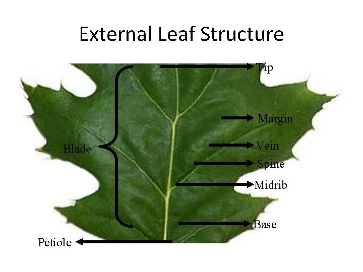 External Leaf Structure Tip Margin Blade Vein Spine Midrib Base Petiole 