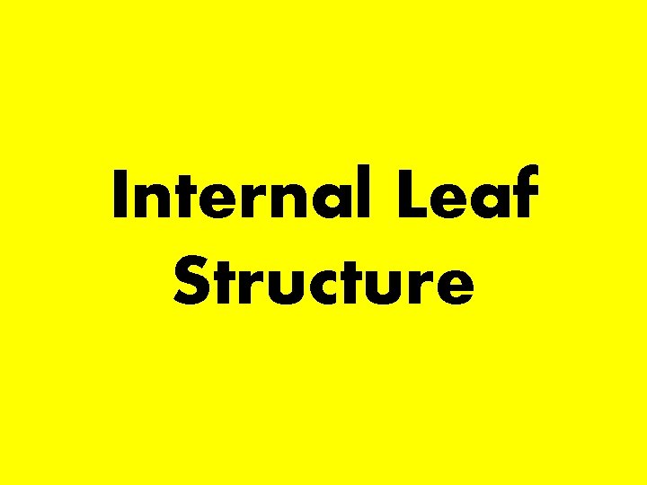 Internal Leaf Structure 