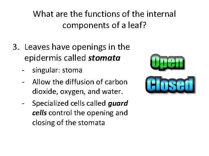 What are the functions of the internal components of a leaf? 3. Leaves have