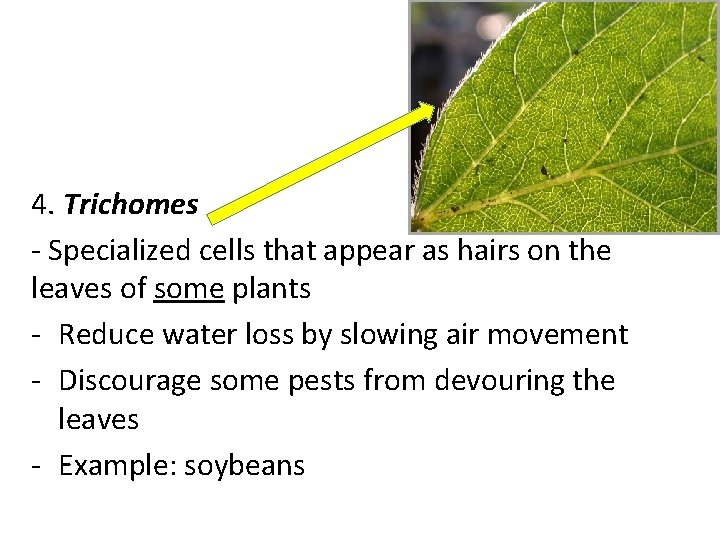 4. Trichomes - Specialized cells that appear as hairs on the leaves of some