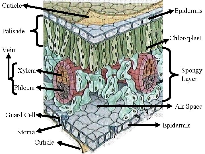 Cuticle Palisade Epidermis Chloroplast Vein Xylem Spongy Layer Phloem Air Space Guard Cell Stoma