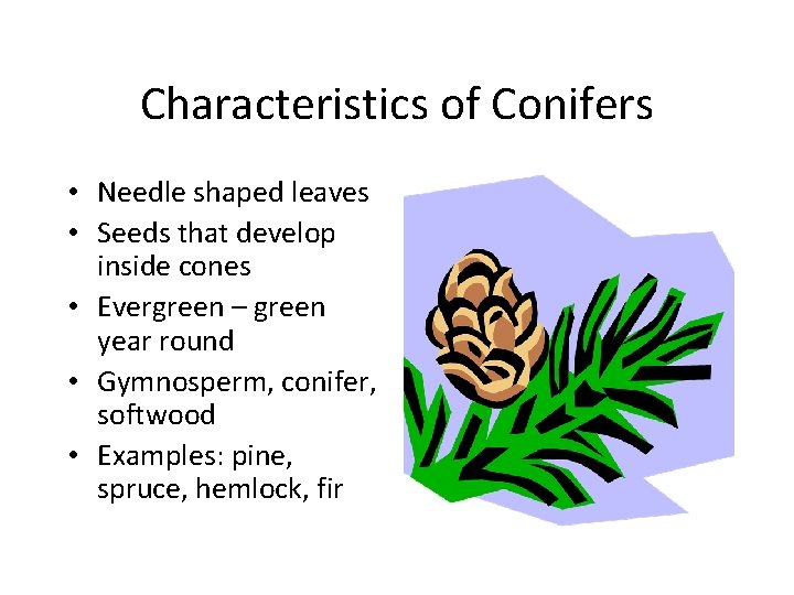 Characteristics of Conifers • Needle shaped leaves • Seeds that develop inside cones •