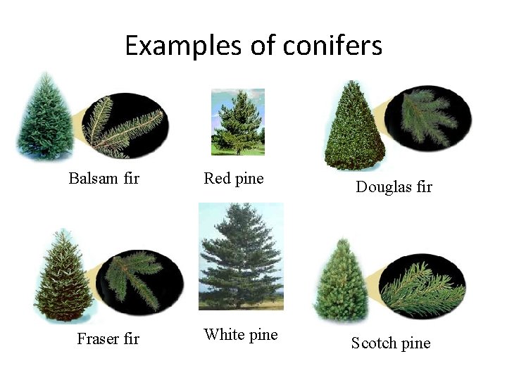 Examples of conifers Balsam fir Fraser fir Red pine Douglas fir White pine Scotch