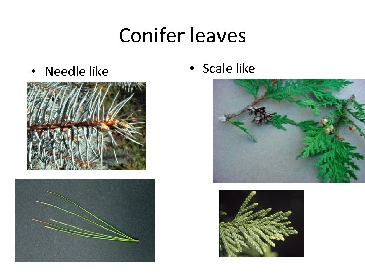 Conifer leaves • Needle like • Scale like 