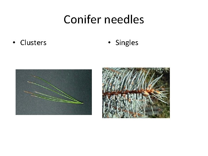 Conifer needles • Clusters • Singles 