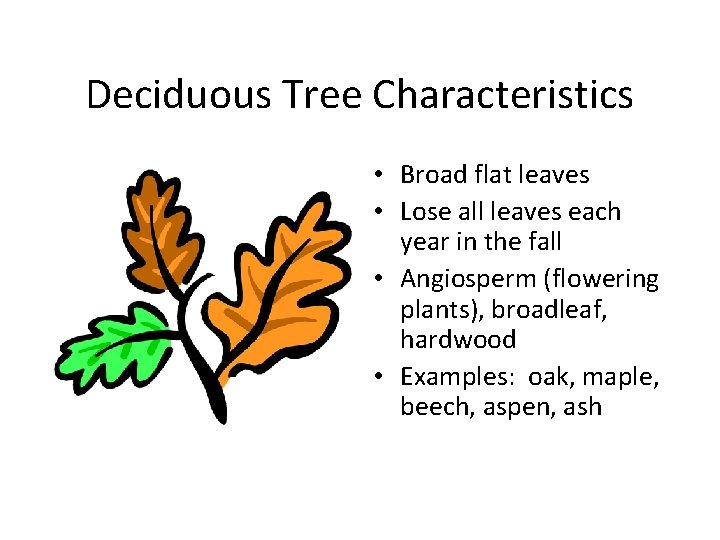 Deciduous Tree Characteristics • Broad flat leaves • Lose all leaves each year in