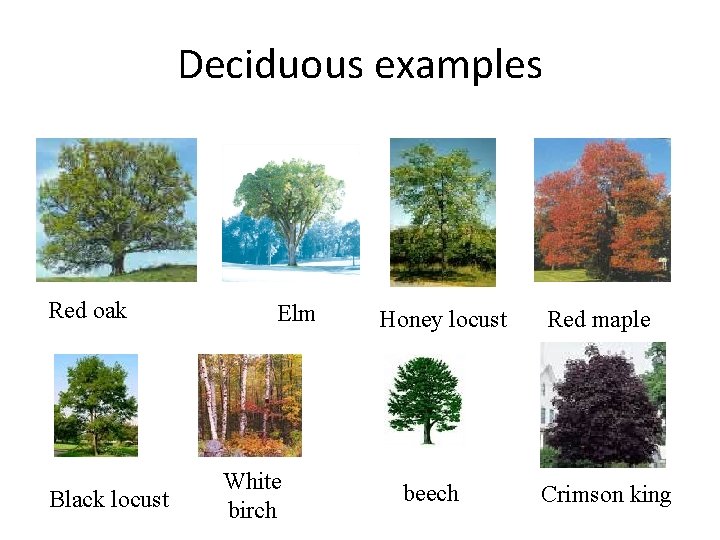 Deciduous examples Red oak Black locust Elm White birch Honey locust beech Red maple