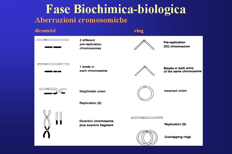 Fase Biochimica-biologica Aberrazioni cromosomiche dicentrici ring 