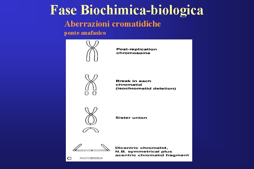 Fase Biochimica-biologica Aberrazioni cromatidiche ponte anafasico 