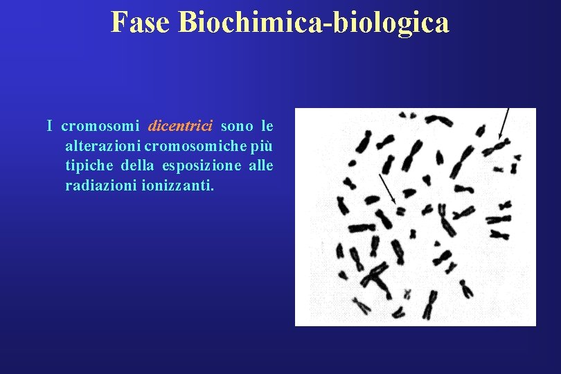 Fase Biochimica-biologica I cromosomi dicentrici sono le alterazioni cromosomiche più tipiche della esposizione alle