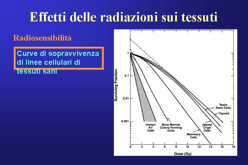 Effetti delle radiazioni sui tessuti Radiosensibilità Curve di sopravvivenza di linee cellulari di tessuti