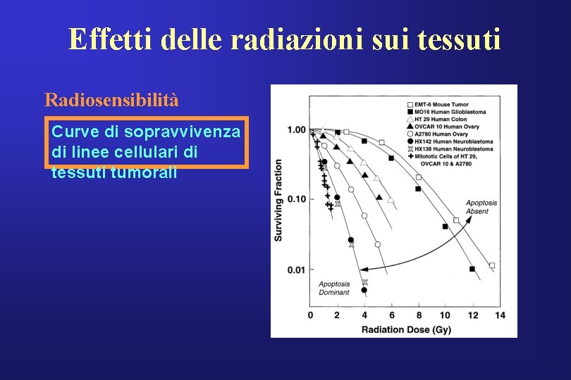 Effetti delle radiazioni sui tessuti Radiosensibilità Curve di sopravvivenza di linee cellulari di tessuti