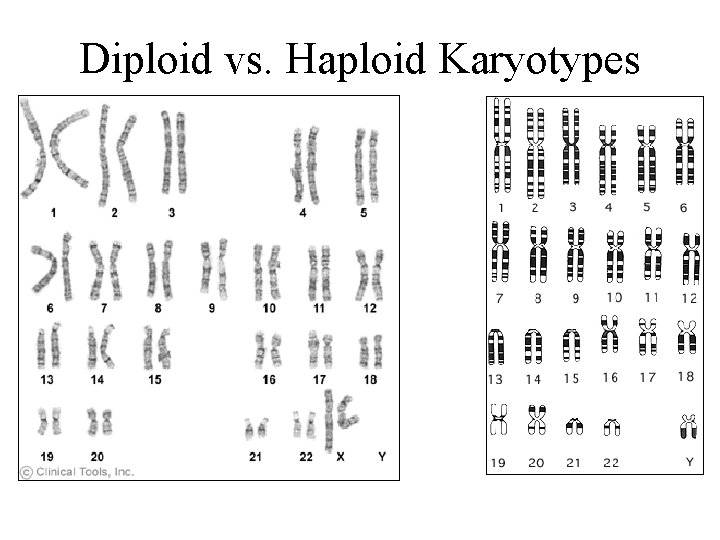 Diploid vs. Haploid Karyotypes 