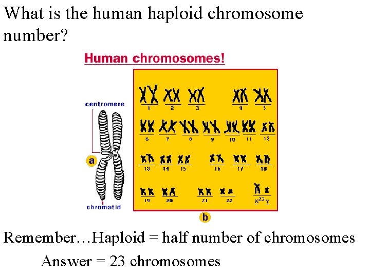 What is the human haploid chromosome number? Remember…Haploid = half number of chromosomes Answer