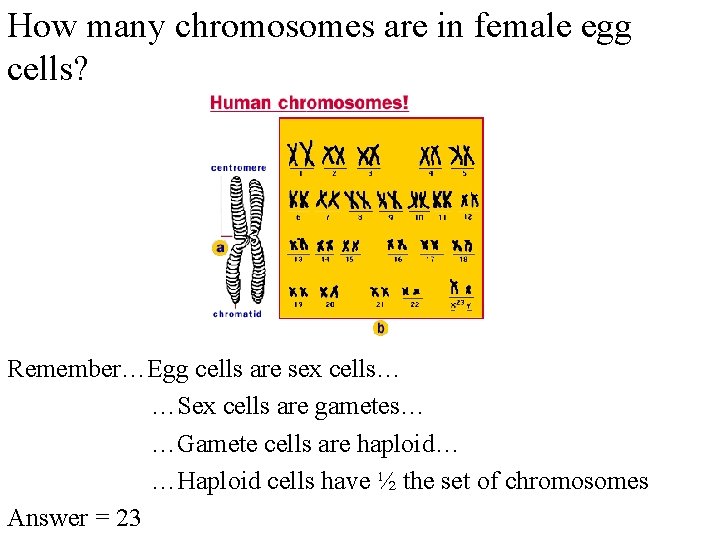 How many chromosomes are in female egg cells? Remember…Egg cells are sex cells… …Sex