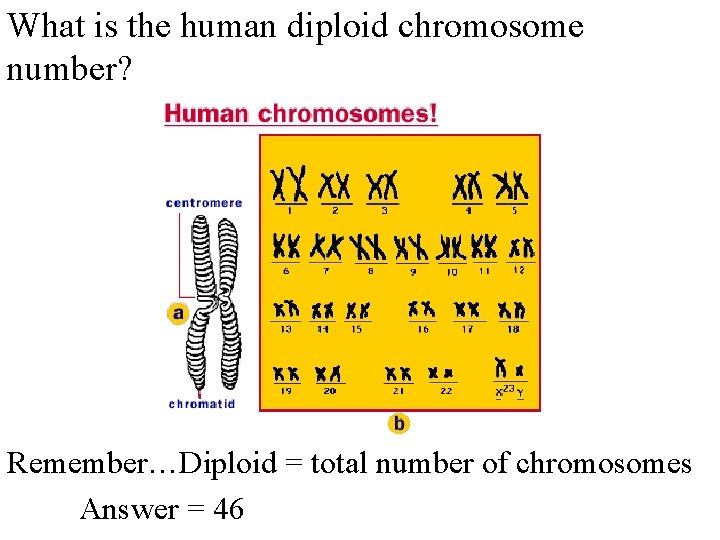 What is the human diploid chromosome number? Remember…Diploid = total number of chromosomes Answer