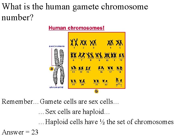 What is the human gamete chromosome number? Remember…Gamete cells are sex cells… …Sex cells