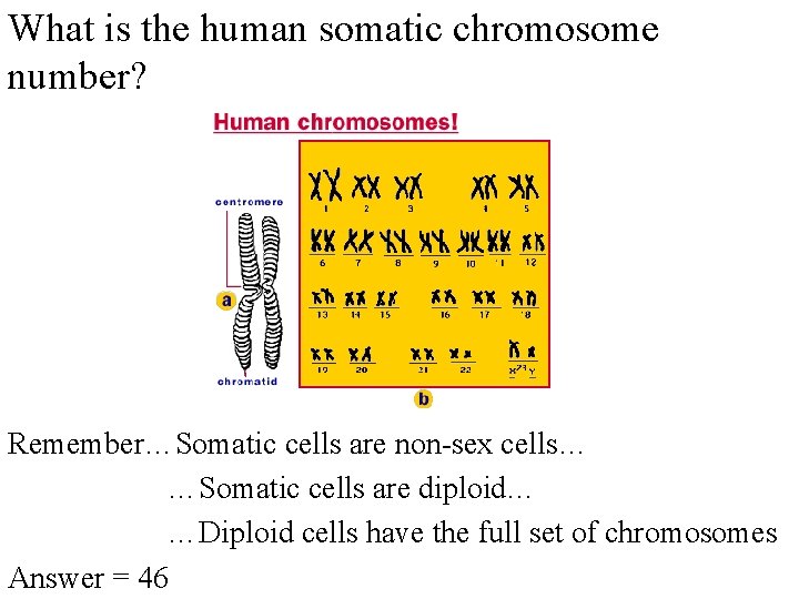 What is the human somatic chromosome number? Remember…Somatic cells are non-sex cells… …Somatic cells