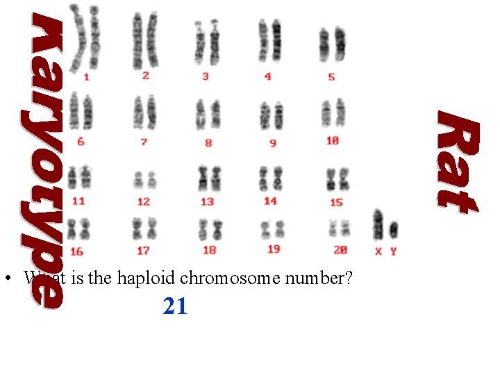  • What is the haploid chromosome number? 21 