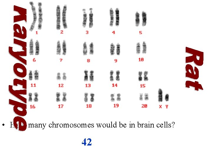  • How many chromosomes would be in brain cells? 42 