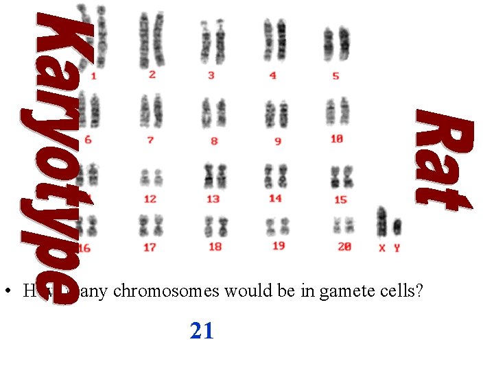  • How many chromosomes would be in gamete cells? 21 