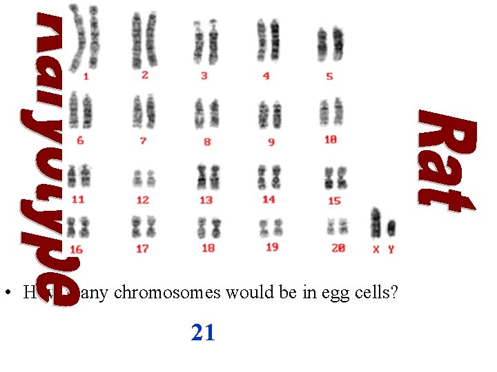  • How many chromosomes would be in egg cells? 21 