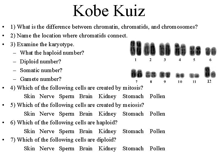 Kobe Kuiz • 1) What is the difference between chromatin, chromatids, and chromosomes? •