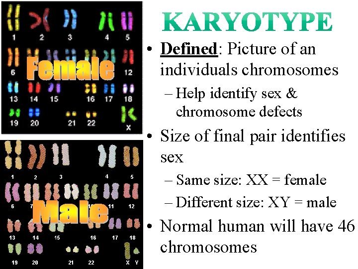  • Defined: Picture of an individuals chromosomes – Help identify sex & chromosome