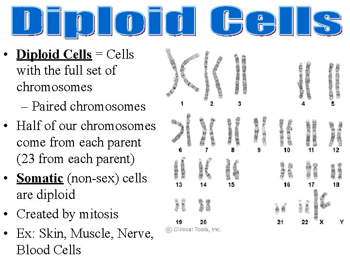  • Diploid Cells = Cells with the full set of chromosomes – Paired