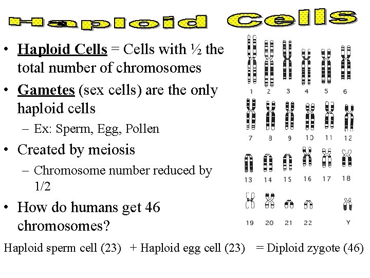  • Haploid Cells = Cells with ½ the total number of chromosomes •