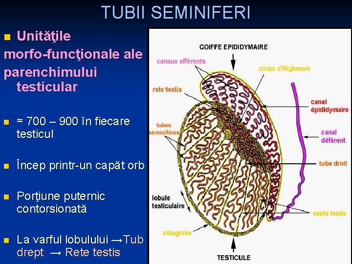 TUBII SEMINIFERI Unităţile morfo-funcţionale parenchimului testicular n n ≈ 700 – 900 în fiecare