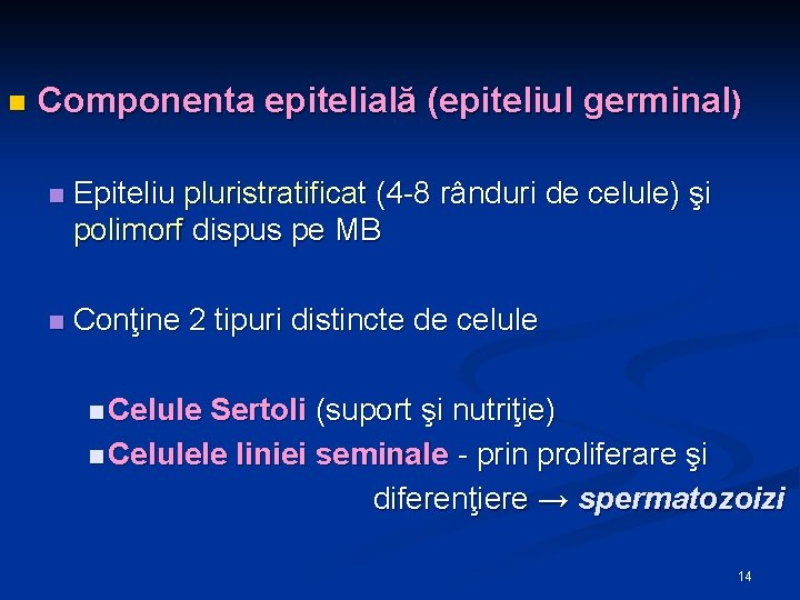 n Componenta epitelială (epiteliul germinal) n Epiteliu pluristratificat (4 -8 rânduri de celule) şi