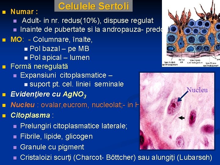 n n n Celulele Sertoli Numar : n Adult- in nr. redus(10%), dispuse regulat