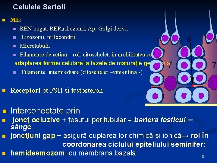 Celulele Sertoli n ME: n REN bogat, RER, ribozomi, Ap. Golgi dezv. , n