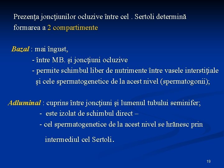 Prezenţa joncţiunilor ocluzive între cel. Sertoli determină formarea a 2 compartimente Bazal : mai