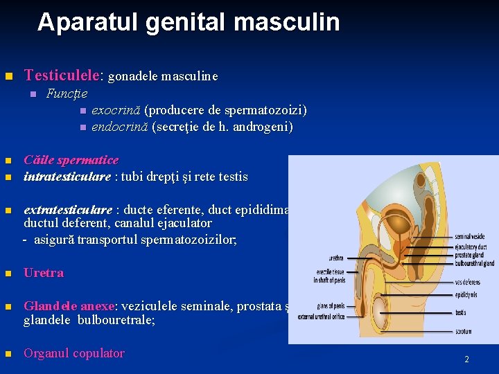 Aparatul genital masculin n Testiculele: gonadele masculine n Funcţie n n exocrină (producere de