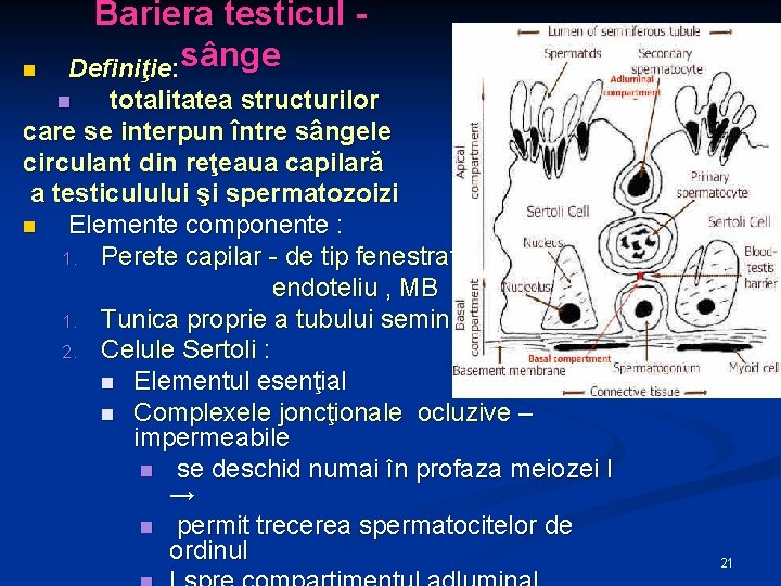 n Bariera testicul Definiţie: sânge totalitatea structurilor care se interpun între sângele circulant din