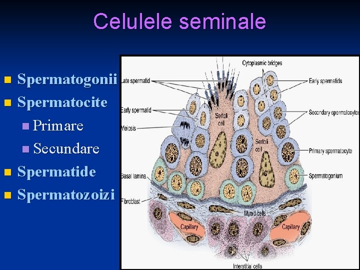 Celulele seminale Spermatogonii n Spermatocite n Primare n Secundare n Spermatide n Spermatozoizi n